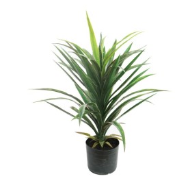 Yucca Green Plant